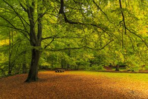 Naturpark Westliche Wälder - Stauden